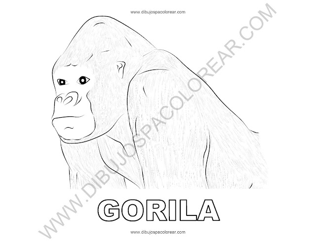 Gorila dibujo para colorear
