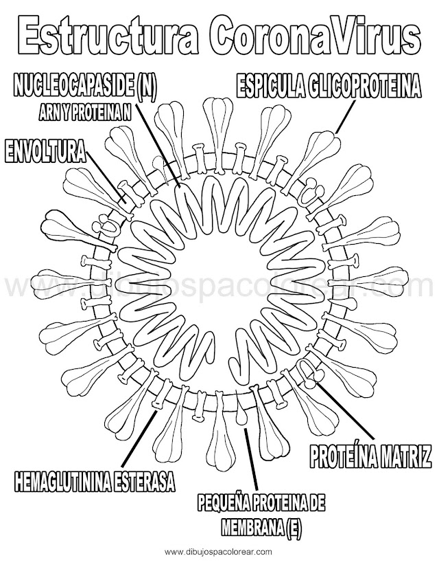Dibujos para Colorear - Estructura Coronavirus