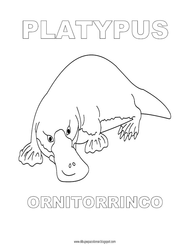 Dibujos Inglés - Español con O: Ornitorrinco - Platypus
