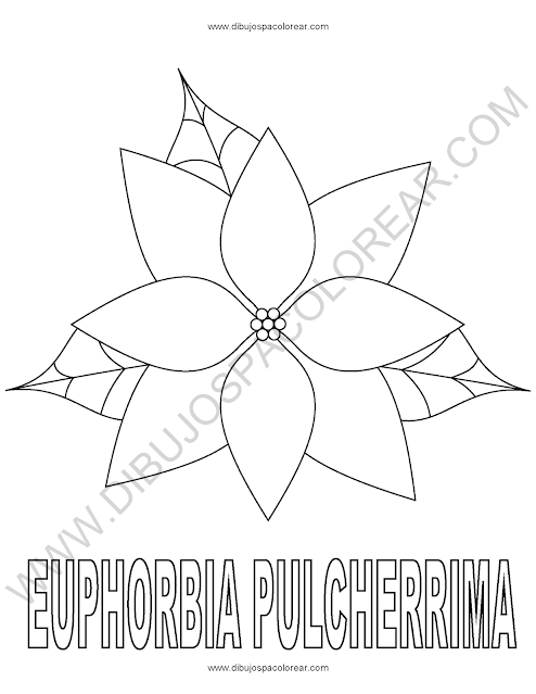 Euphorbia Pulcherrima