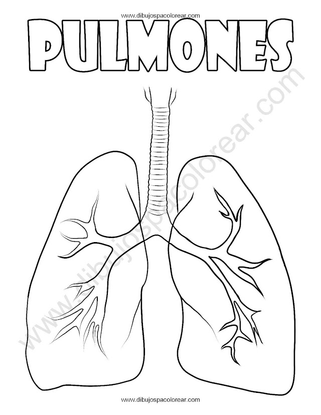 Pulmones dibujo para colorear